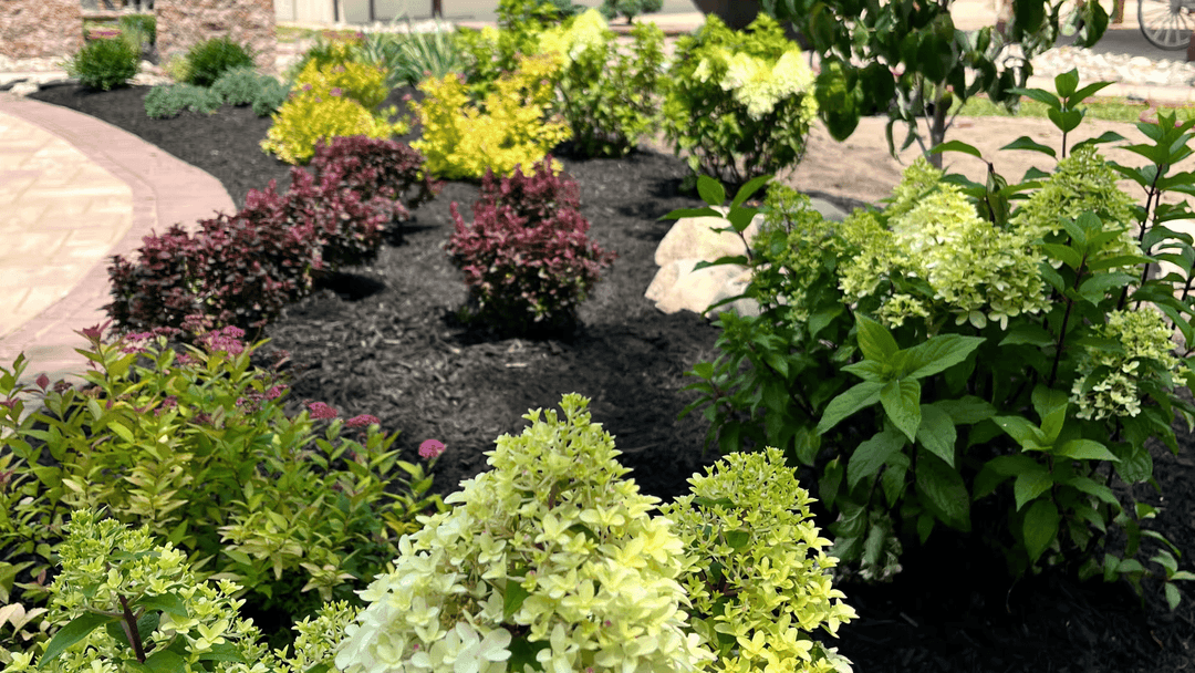 Lush garden featuring colorful shrubs, hydrangeas, and rich black mulch landscaping.