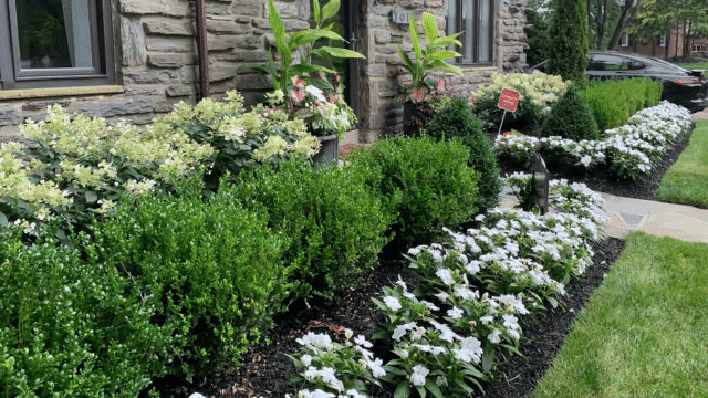 Lush outdoor garden with white flowers, boxwood hedges, and greenery near a stone building.