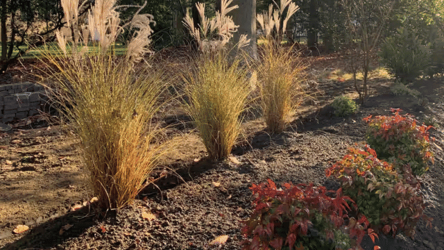 Pampas grass and vibrant fall foliage in a landscaped garden setting.