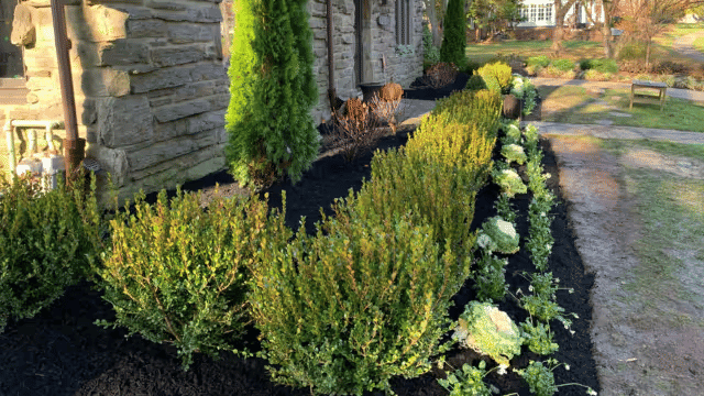 Lush garden with boxwood shrubs and seasonal flowers along a stone house walkway.