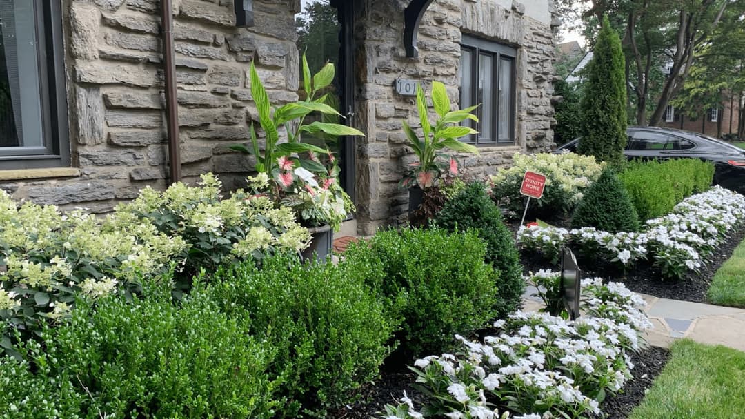 Lush front garden featuring white flowers, green shrubs, and decorative planters by a stone house.