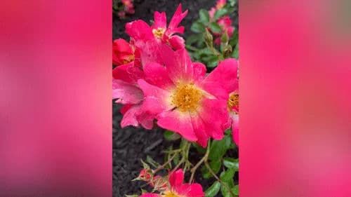 Plants: The Heart of Every Landscape