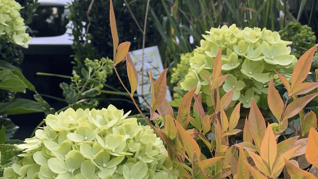 Hydrangea blooms with green and orange foliage in a garden setting.
