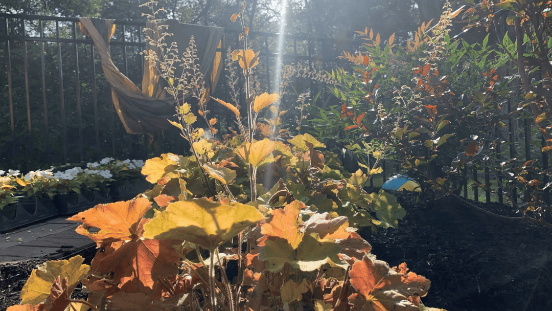 Vibrant autumn garden with colorful leaves and sunlit plants on a lush deck.