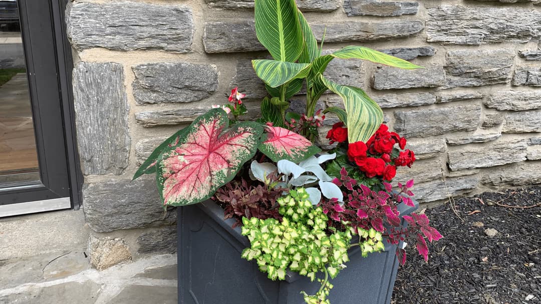 Vibrant flower pot with caladium, red roses, and assorted greenery against a stone wall.